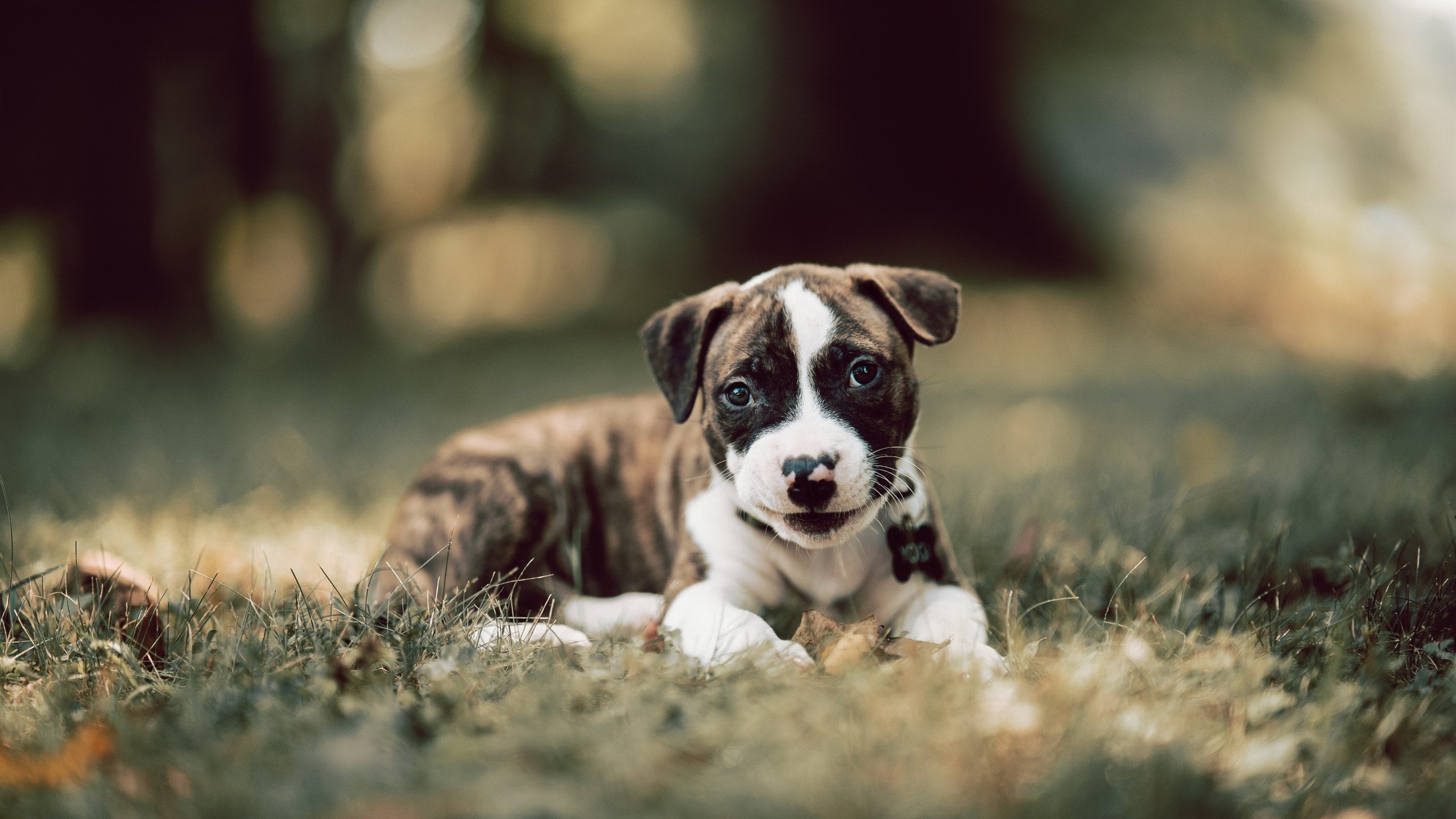 世界排名争夺战之夜,莫兰特的超现实战场