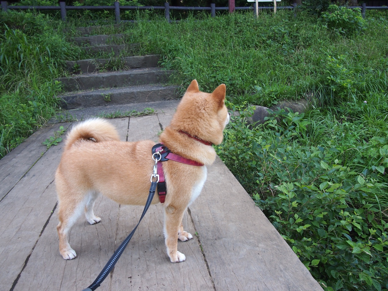 沉默者的双重奏，弗拉霍维奇破茧，亚特兰大手术刀肢解多特蒙德