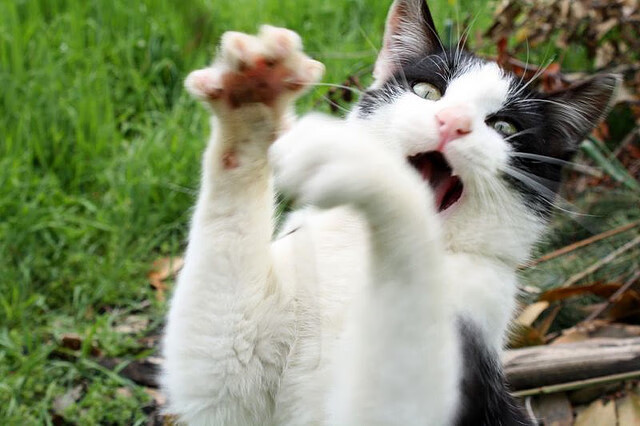 44秒,戈麦斯让秒针提前为比利时定格