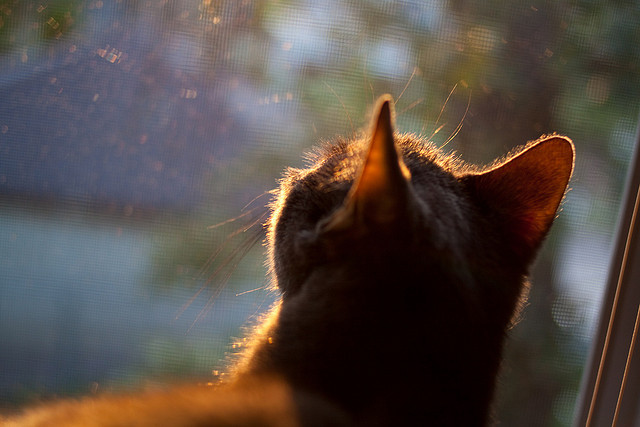 跨界奇迹，哥斯达黎加足球的东决关键战，焦点战中击败尤文图斯的唯一性启示