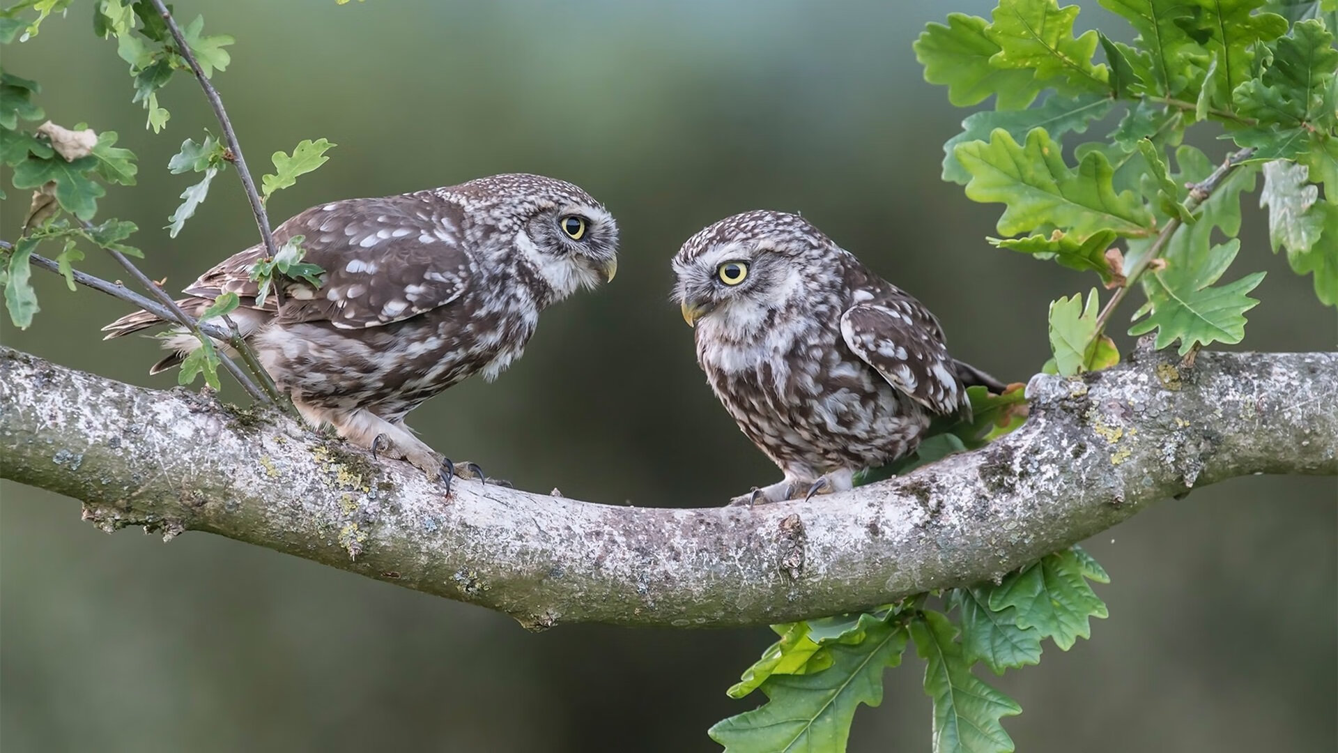阿森纳强压日本，斯通斯关键进球定乾坤—亚洲之行展露枪手铁血新貌