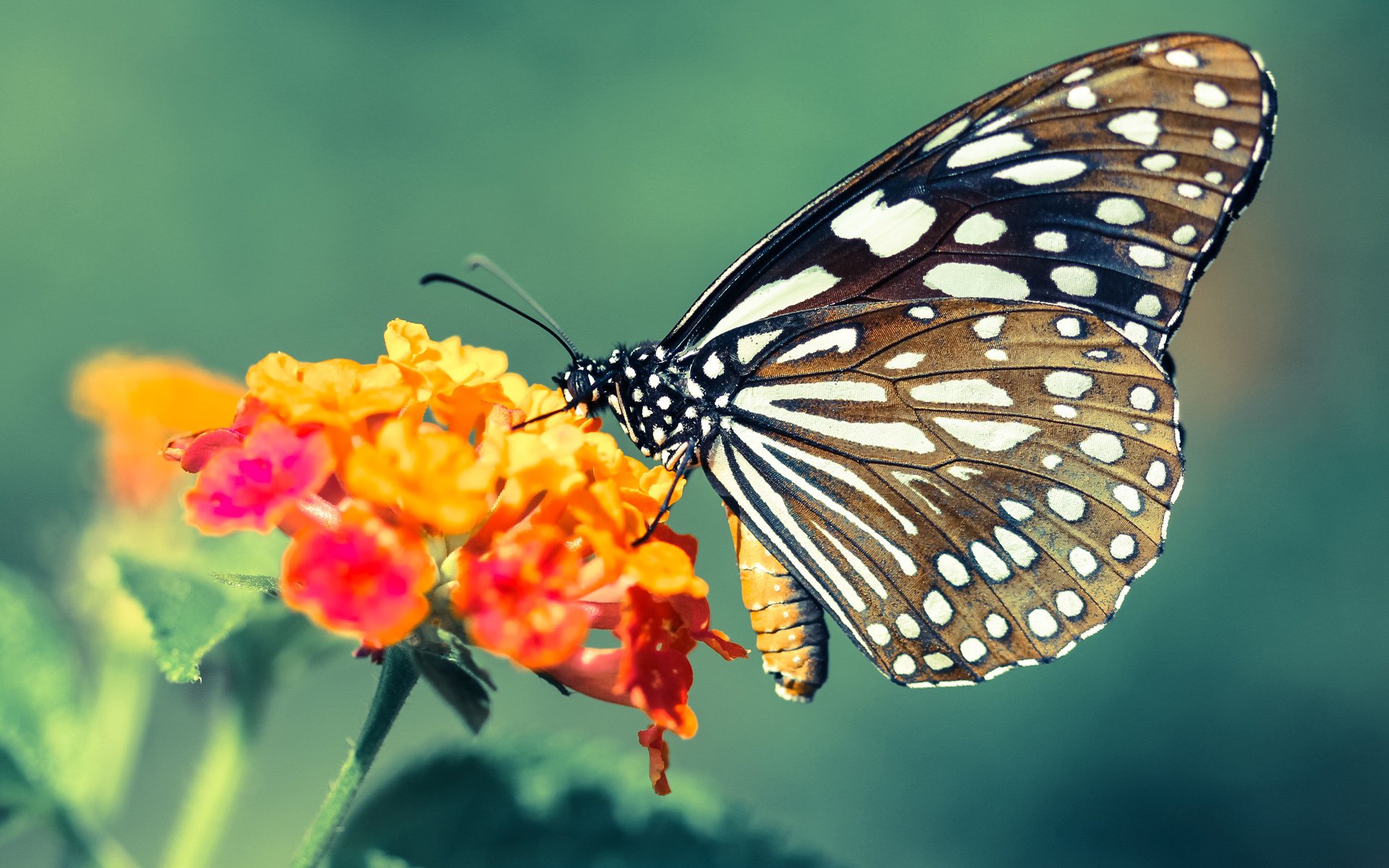 火山与冰山的代码，莫德里奇如何在那不勒斯之夜重写胜负的算法