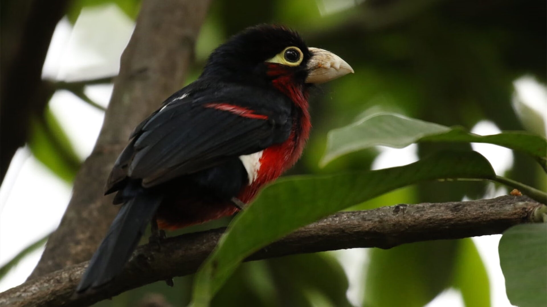 冰火锋刃，欧文攻防两端统治比赛，掘金末节窒息逆转鹈鹕