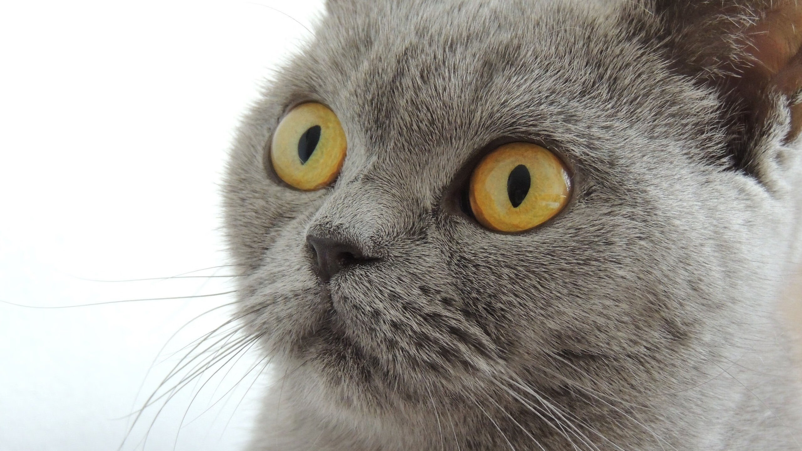 足篮梦幻联动！欧冠之夜上演篮网斩活塞 东契奇虚拟对决引爆跨次元狂欢