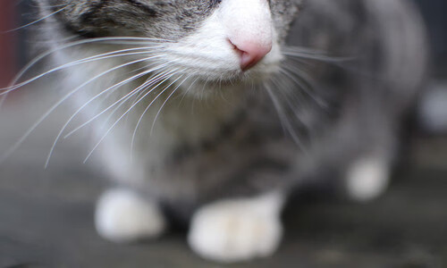 开云体育入口-从都柏林到雅温得，一场比赛、一次跨界与一位关键先生的传奇诞生