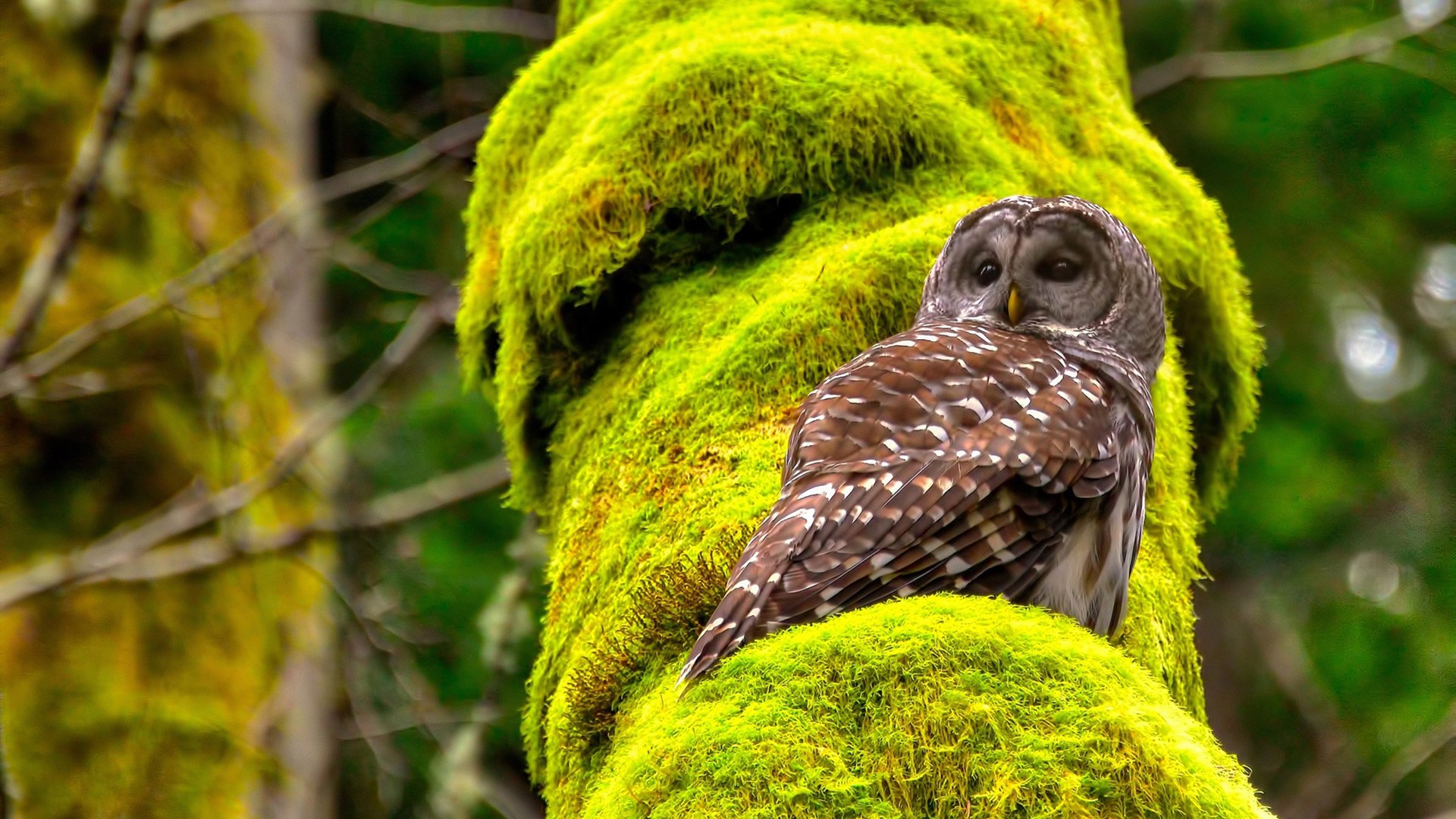 从都柏林到雅温得，一场比赛、一次跨界与一位关键先生的传奇诞生