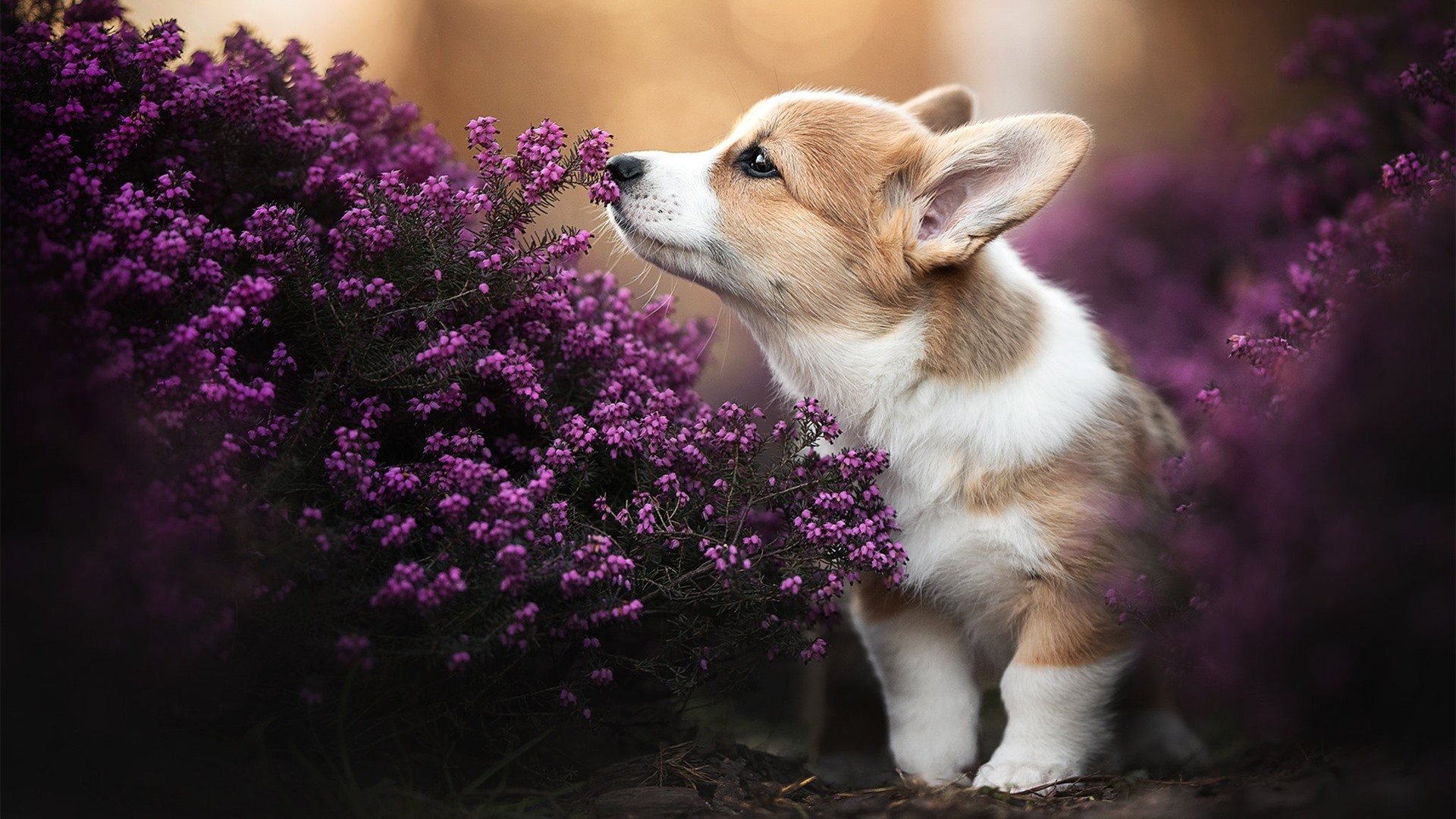 刺穿宿命的牢笼，罗德里戈在维罗德隆的窒息高压下完成救赎爆发