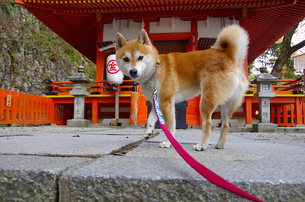法比尼奥的关键一击，德国与哥伦比亚的巅峰对决