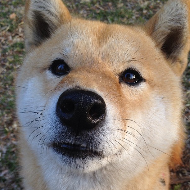 德意志棋局与橙衣刺客，当精密齿轮遭遇历史感的致命接管