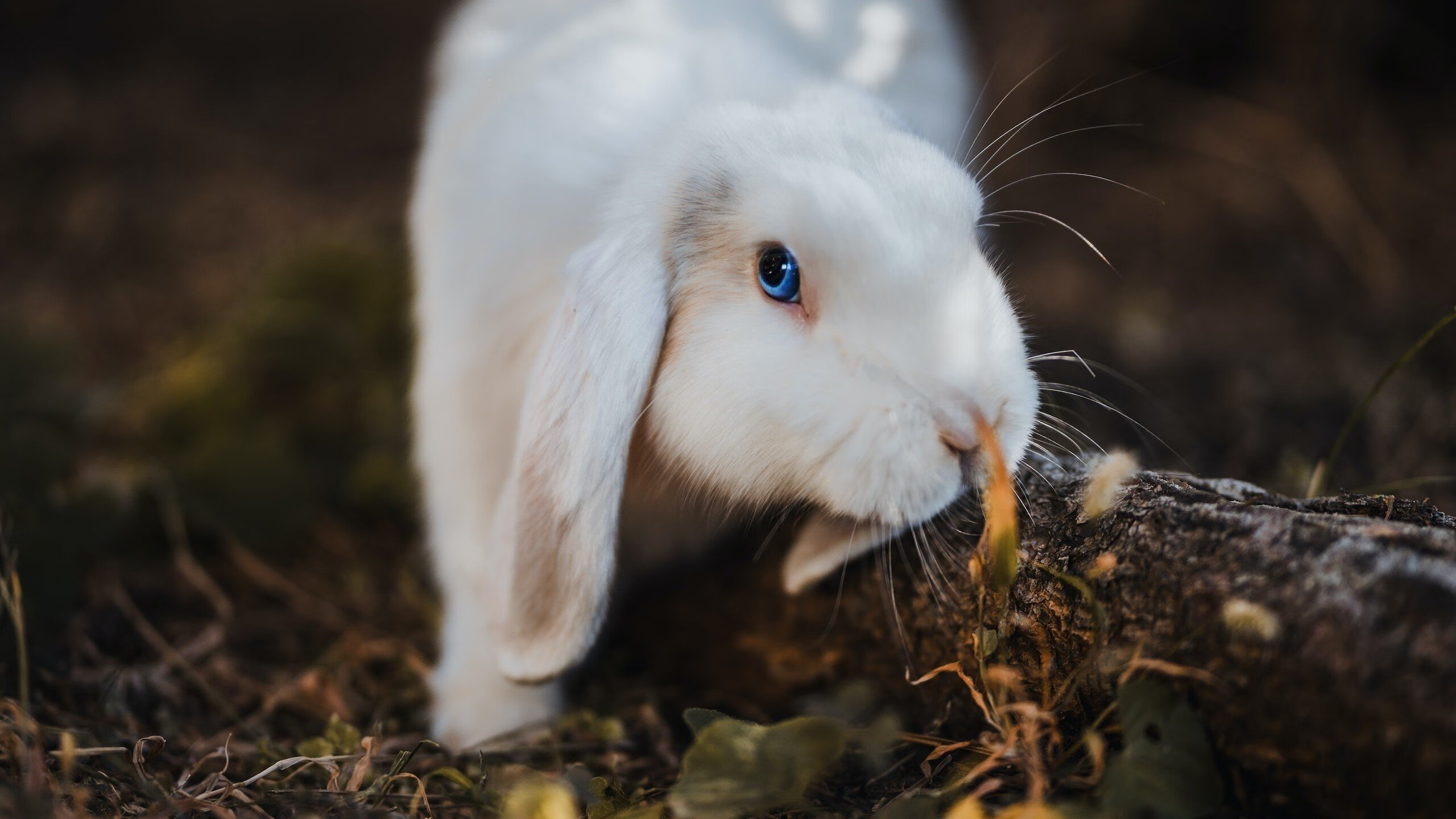 唯一能做的，就是看着他投进，独行侠争冠战德罗赞化身无解焦点，尼克斯防线徒呼奈何